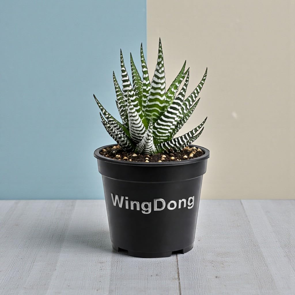 Zebra Haworthia, Succulent Air Purifier Indoor Live Plant Zebra Cactus| Striking Succulent | For Living Room Bedroom Home and Office Dcor | Set of 1 With Black Plastic Pot-picture-23
