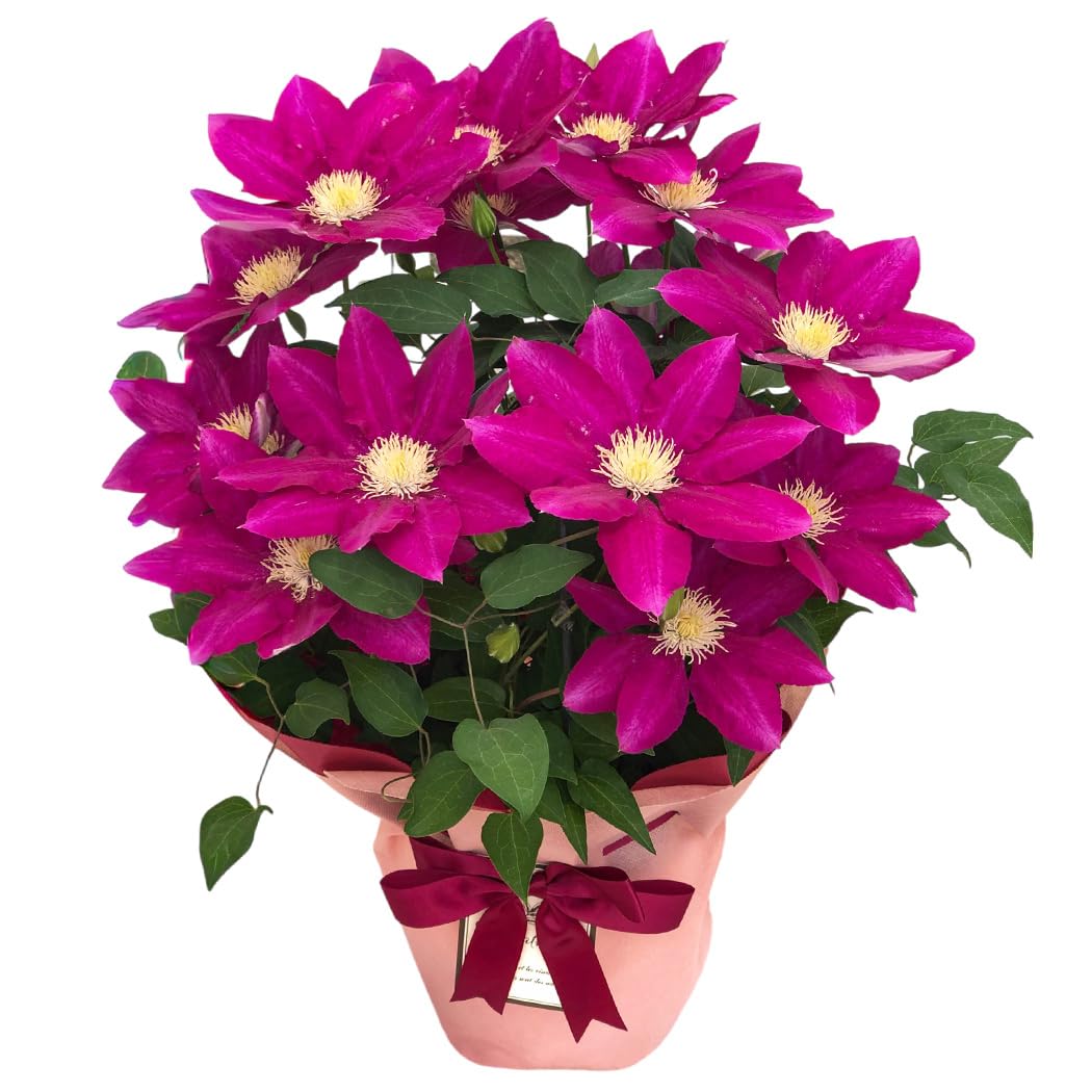 Amazon.co.jp: 【心を込めて贈る】 母の日 花 クレマチス 紅姫 5号鉢