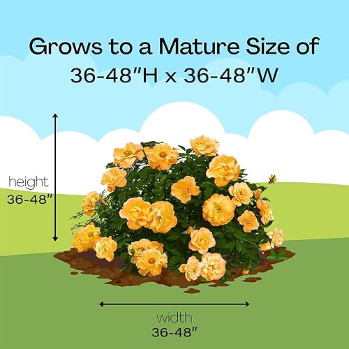 Miniatura 10 de Arbusto Suñorita Proven Winners Rose de 2 galones