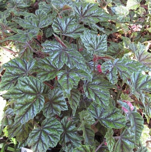 Plant World Seeds - Begonia Incarnata Seeds (Perennial Flower Seeds)