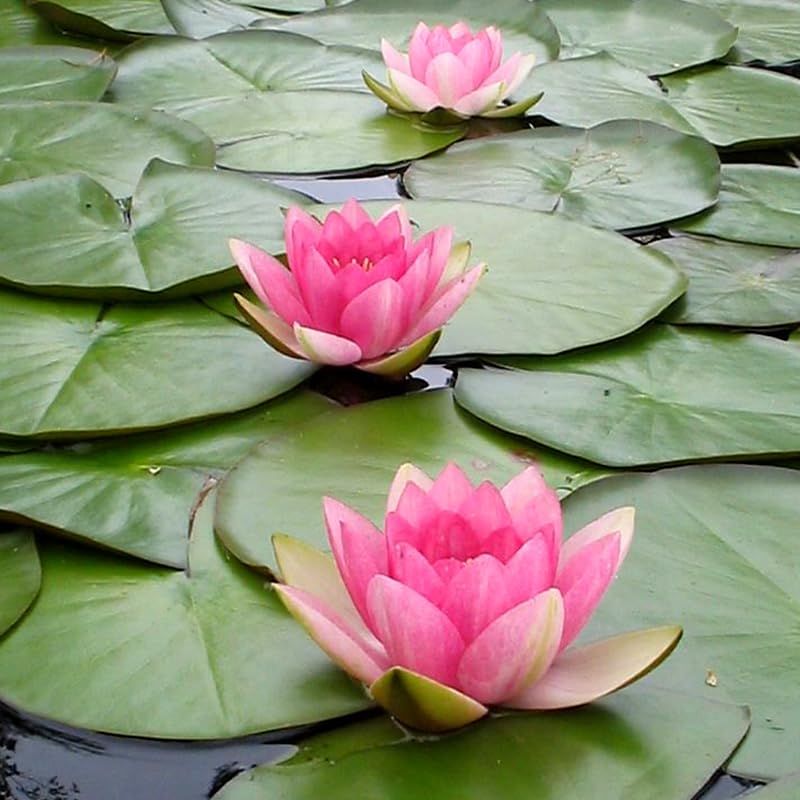 See full amazon price history chart for Lotus seeds for planting in water indoor || Seeds for lotus planting in home water || 6 seeds Lotus seeds for planting in water indoor || Seeds for lotus planting in home water || 6 seeds (B0CVTQ1LF6) Amazon Price History, Amazon Price Tracker