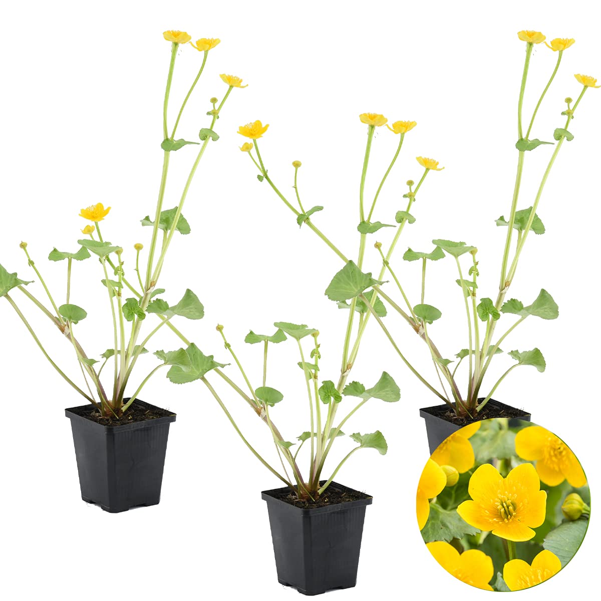 Bloomique - Set de 3 - Caltha palustris - Calta palustre - Plantas de estanque - Resistente al frío - Altura 15-25 cm - Maceta 9 cm