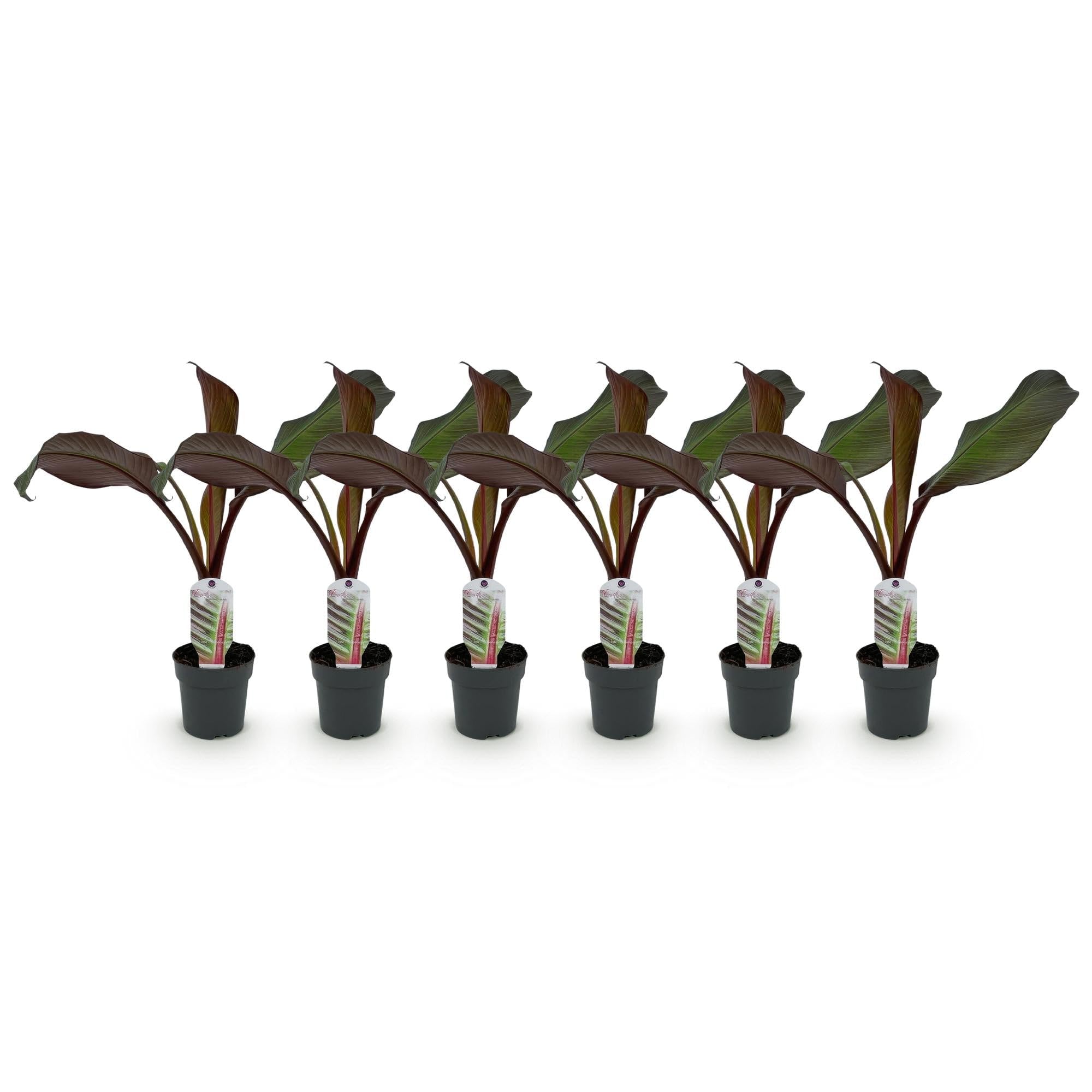 Plante de banane Ensete Maurelli rustique pour réussir son jardin exotique