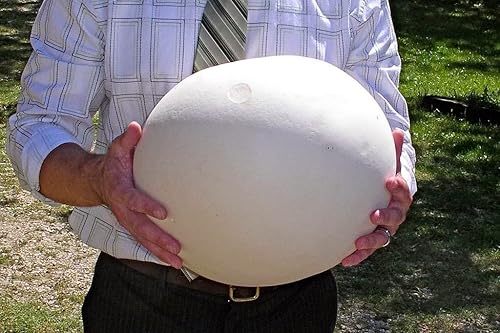 Miniatura 2 de Esporas gigantes de hongos puffball - reliquia - Sin OMG