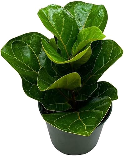 BubbleBlooms Higo de hoja de violín, Ficus lyrata, higo de banjo en maceta de 6 pulgadas
