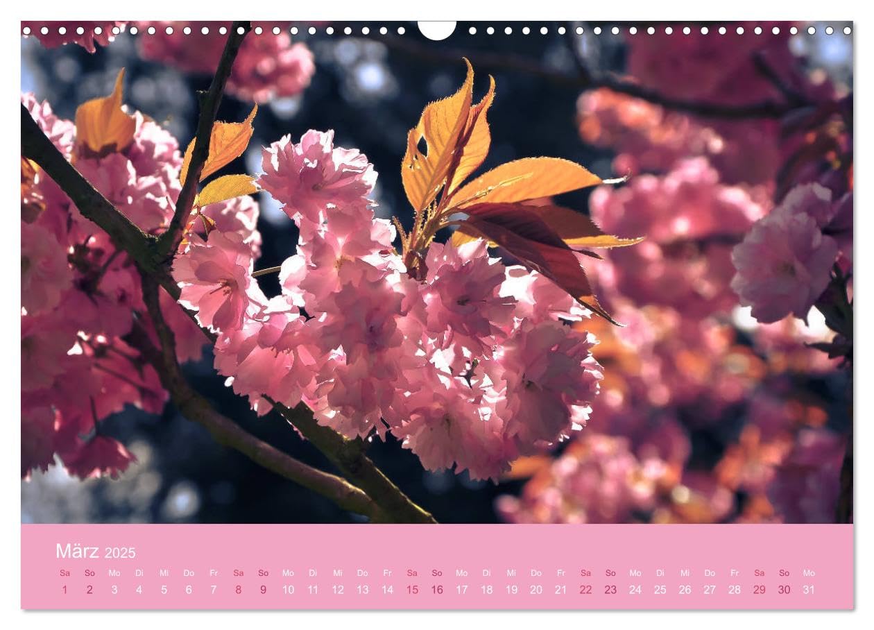 Zarte Kirschblüten - Berauschende Gedankendüfte (Wandkalender 2025 DIN A3 quer), CALVENDO Monatskalender: Lichtvolle Momente zur Kirschblütenzeit (CALVENDO Natur)
