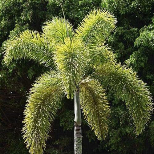 EARTHSCAPE Foxtail Palm (Wodyetia bifurcata) Live Plant - Image 3