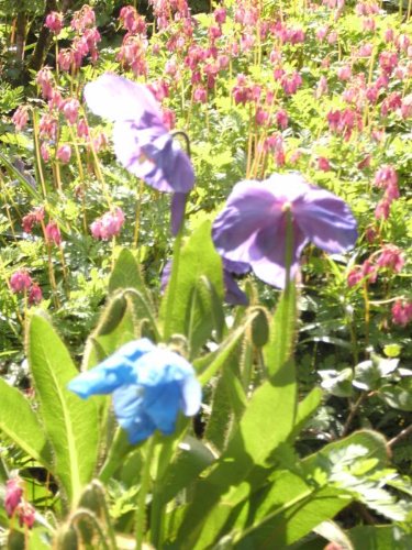 10 Violet Himalayan Poppy (Meconopsis Betonicifolia) Seeds - Rare Blue/Purple Flower Seeds
