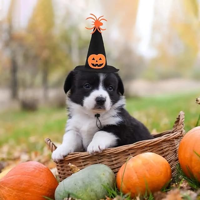 Foto 4 de 5 de Conjunto de disfraz de Halloween para mascotas, ajustable, sombrero de mago de calabaza y corbata