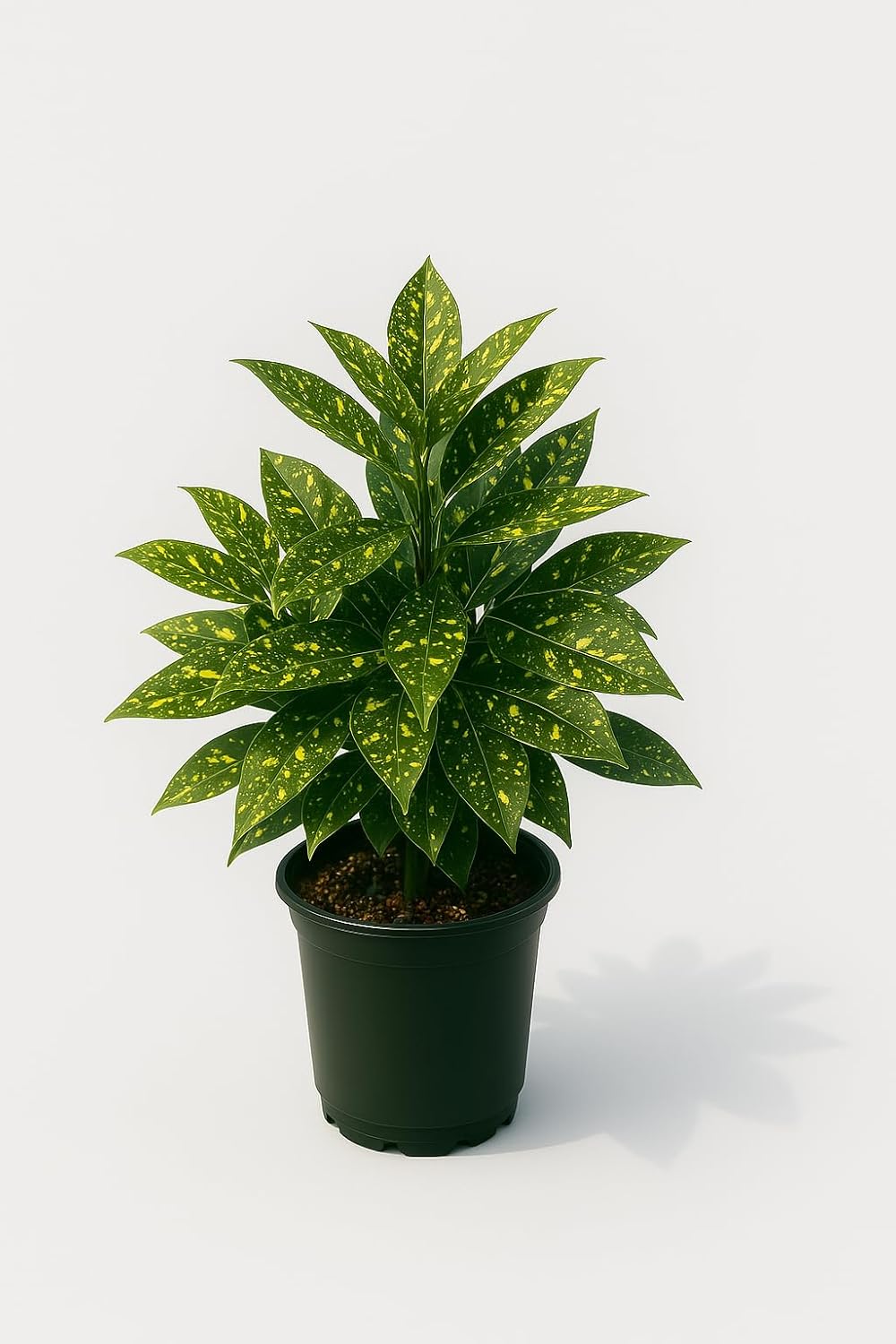 Gold Dust Aucuba Japonica Plant, 1 Trade Gallon/3 Quart, Yellow-Speckled Evergreen Shrub