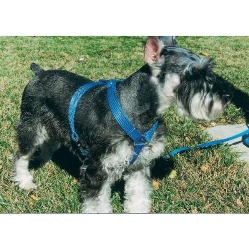 OmniPet Kwik Klip Adjustable Nylon Pet Harness, Large, Green