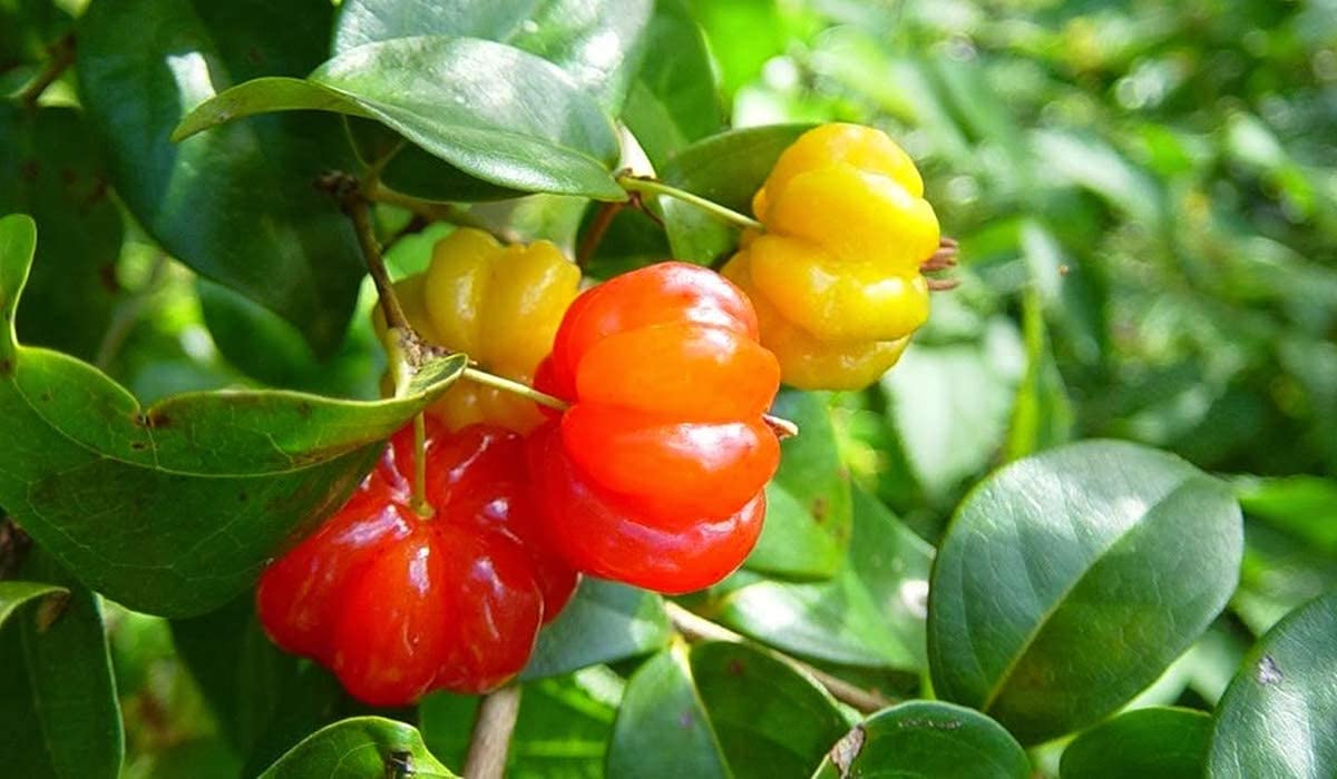 M-Tech Gardens Suriname Cherry/Surinam Cherry (" Red " Eugenia uniflora, Seedling) Exotic 1 Live Fruit Plant (B07ZDDW32Y) Amazon Price History, Amazon Price Tracker