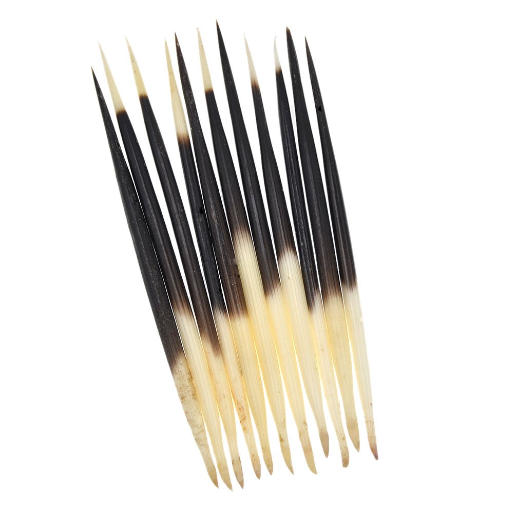 Set of 10 Pieces Porcupine Quills Craft Accessory Lenght 12-14cm