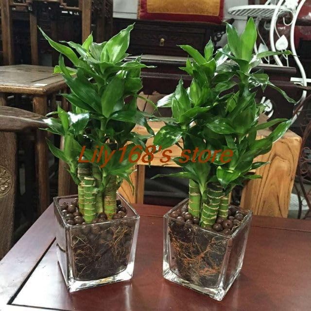 6 Kinds Lucky Bamboo Choose Potted Bonsai Variety Complete Dracaena Plant Purifying air Radiation Absorbing 20pcs - (Color: A4)