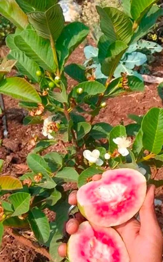 BLOOM & GROW Red Diamond Guava Plant (Pack Of 1) (B0BRXQY9BW) Amazon Price History, Amazon Price Tracker