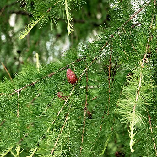 Japanse Pine Bonsai Seeds - Pinus Ponderosa Yellow Pine - Indoor Bonsai Zaden voor het planten van zaden Outdoor Plants Tuinieren Eco-vriendelijke geschenken 100 pcs - Afbeelding 4