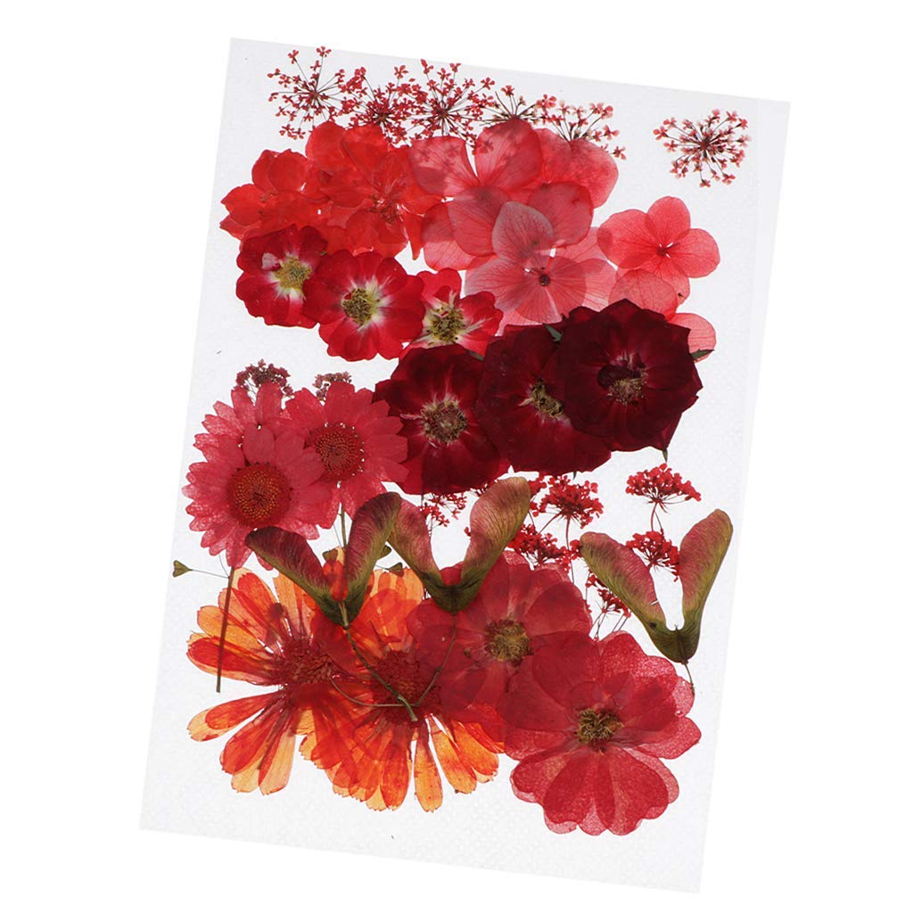 Echte getrocknete gepresste Blumen Blätter für Kunsthandwerk DIY Silikon Untersetzer Harz-Formen perfekt für DIY Handy Shell handgemachte Lesezeichen Scrapbooking – Rot