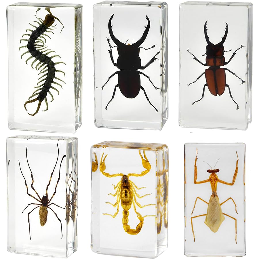 KSVMOAG 6 Pcs Real Resin Specimen,Insect in Resin Collection,Spiders Paperweight Assortment Framed SpidersTaxidermy Display Science for Preschool,Classroom Science