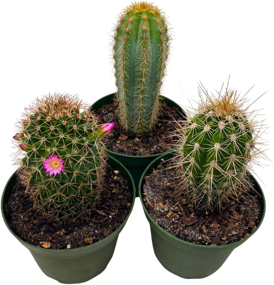 BubbleBlooms Column Cactus Assortment, 4 inch Set of 3, Silver Torch, Blue Column, Yellow, Old Man Fuzzy, Variety Cacti