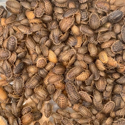 デュビア SSサイズ 【5-10mm】 エサ 餌 活き餌 郵便受けに配達 爬虫類 両生類 肉食魚 (200匹)