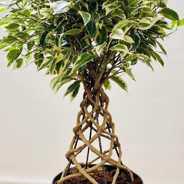 Amazon｜おしゃれ 観葉植物：フィカス ベンジャミン スターライト