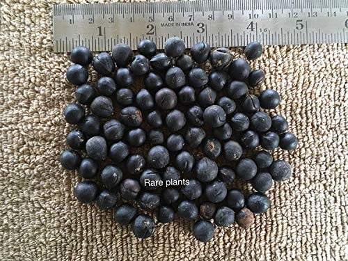 Potseed Germinación Las Semillas: 20 Semillas Sapindus mukorossi, Soapnut, Jabón Nuez, jaboncillo, Jabón Berry, Washnut