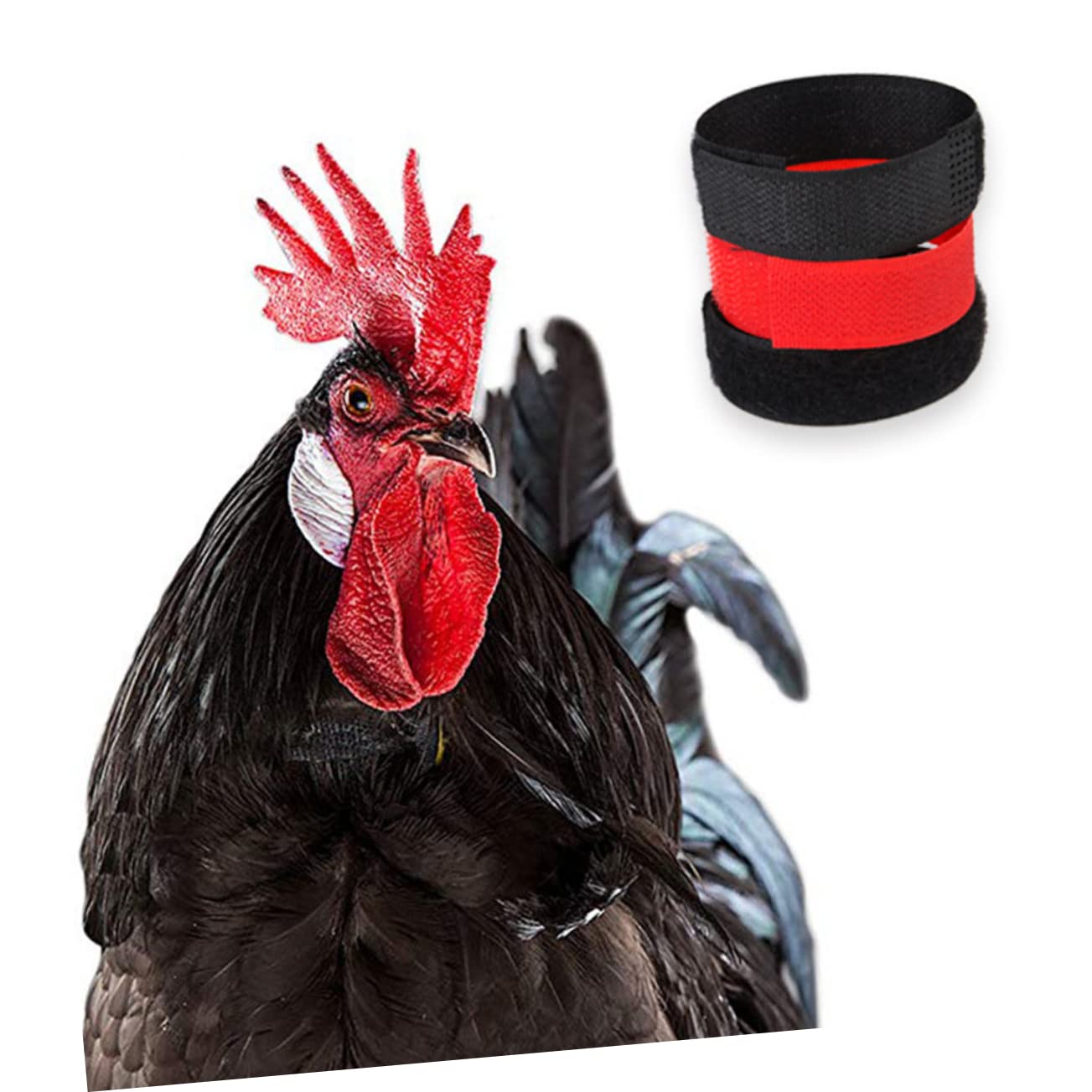 Happyyami Rooster Neck Belt Chicken Collar No Crow Pet Collar for Rooster Goose 4pcs Pack