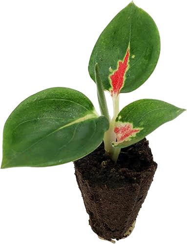 Planta de inicio Aglaonema Suksom