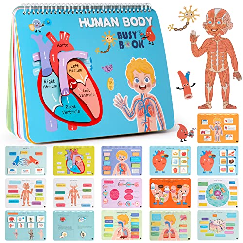 Image of Freebear Montessori Busy Book for Kids, Human Body Anatomy Book for Toddlers, Preshool Kindergarten Learning Activities, Autism Sensory Toys, Gifts for Girls and Boys 4 5 6 7 Years - Human Body System