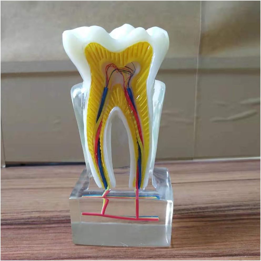The Importance of Dental Teeth Models in Oral Health Education The Importance of Dental Teeth Models in Oral Health Education