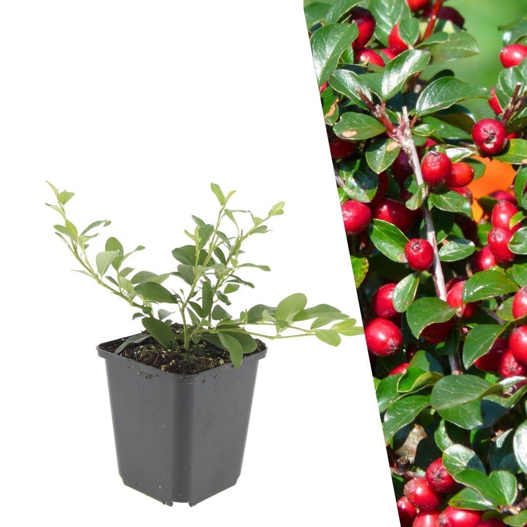Plants by Frank Cotoneaster Dammeri, 24 plantes de cotonéaster, Ø 9 cm