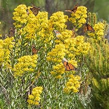 Goldenrod Showy 1000 Seeds Solidago speciosa Heirloom - Open Pollinated