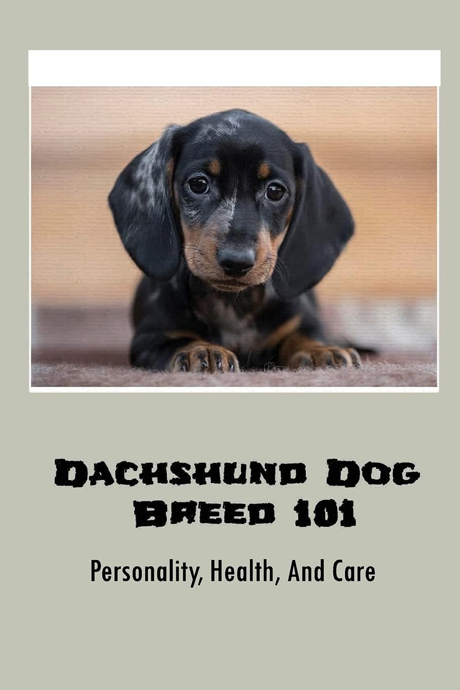 Dachshund Dog Breed 101: Personality, Health, And Care: Where To Purchase A Doxie Puppy