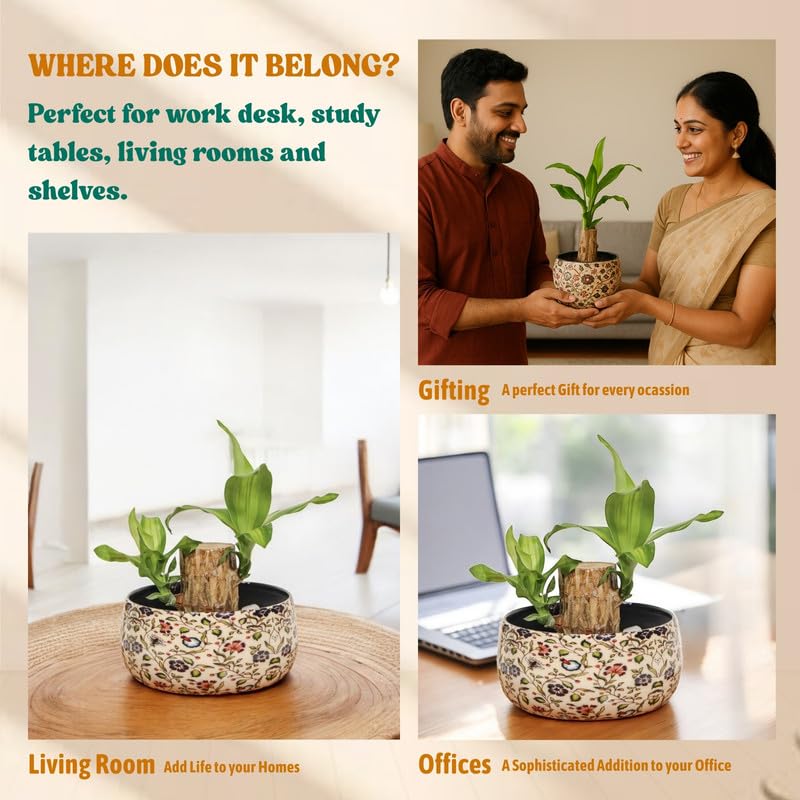 Image of Amulya FARMS Lucky Bamboo Brazil Wood Plant With Premium Floral Metal Pot - Live Indoor Plant for Home, Living Room, Office Decoration | Feng Shui Good Luck Rare Live Plant
