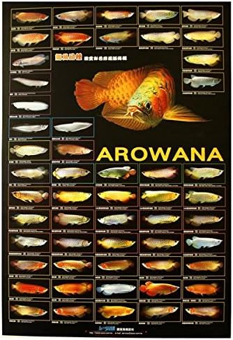 Amazon Co Jp Azoo水族館のdecorアロワナポスター30 5 並行輸入品 ホーム キッチン Amazon Co Jp Azoo水族館のdecorアロワナポスター30 5 並行輸入品 ホーム キッチン