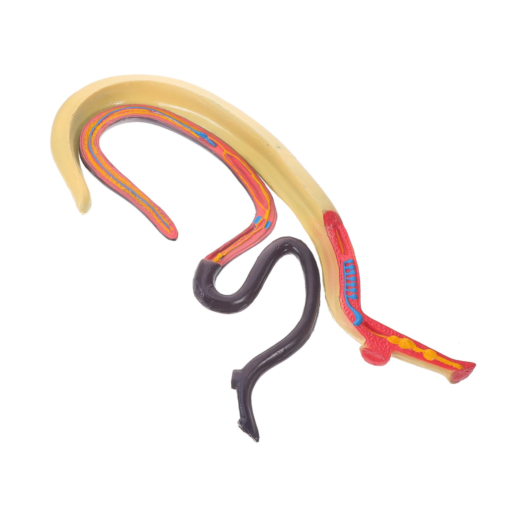 Modello Anatomico di Schistosoma Artificiale per Insegnamento | Smontabile, Plastico, per Aula di Biologia e Ricerca in Laboratorio, Materiale Didattico per Studenti