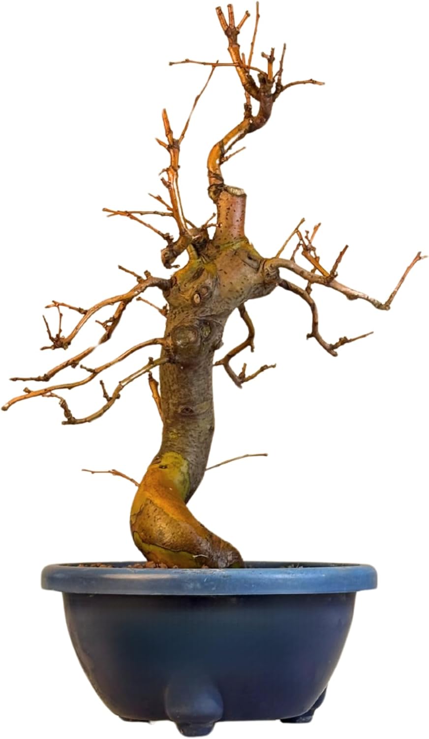 Chinesische Quitte Bonsai  Pseudocydonia sinensis Bolivia | Ubuy