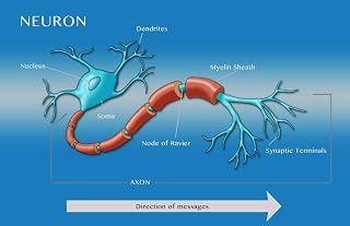 Motor Neuron Diagram Illustration Poster Print by Monica SchroederScience Source (24 x 18)