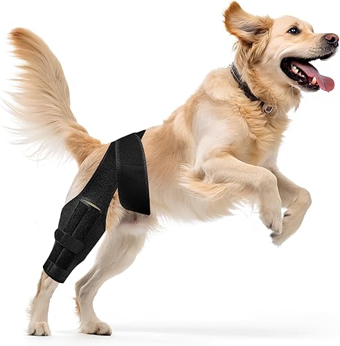 Rodillera para perro para pierna trasera desgarrada del ligamento cruzado anterior, envoltura trasera ajustable para recuperación y prevención de