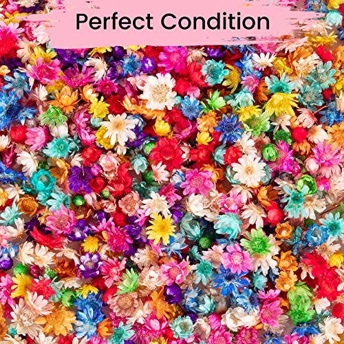900 PCS Flores Secas Pequeñas para Manualidades y Resina miniatura 6