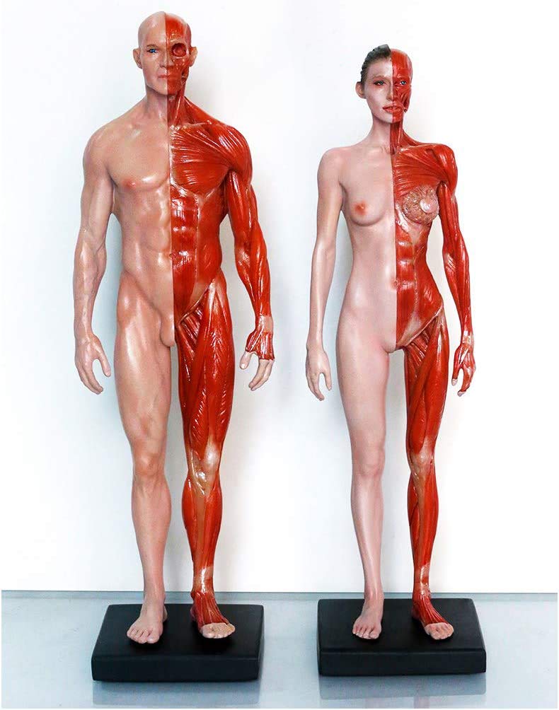 Sjdopulse Men's A & Fe Natomy Figure - Human Natomical Muscle Bone Model - 11Inch Pu Material Human Musculoskeletal Natomy Model For Medical Rtist Drawing Study (A)