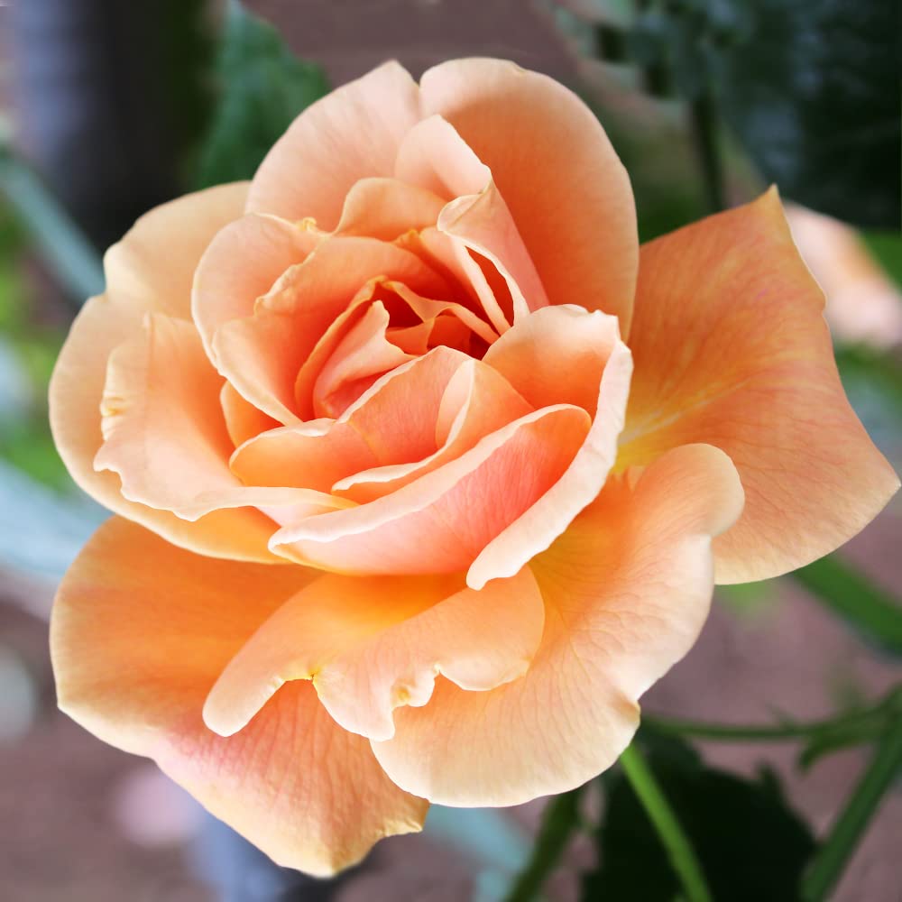 Amazon.co.jp: 四季咲き性つる薔薇・ロイヤルサンセット 5号角鉢新苗