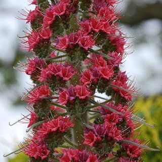 Plant World Seeds - Echium X Wildpretii 'Red Rocket' Seeds (Perennial Flower Seeds)