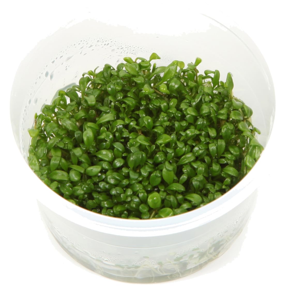 Tropica Glossostigma elatinoides 1-2-Grow Coltura di tessuti in vitro Pianta per acquario vivo, sicura per gamberetti e senza lumache