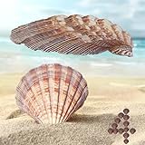 CROSSBODY 4 Piece 5-6' Lion's Paw Sea Shell，for Baking Smudging Crafts Beach Decor - Ocean Beach Seashells Perfect for Home Decoration, Art Craft, Vase Filler Fish Tank