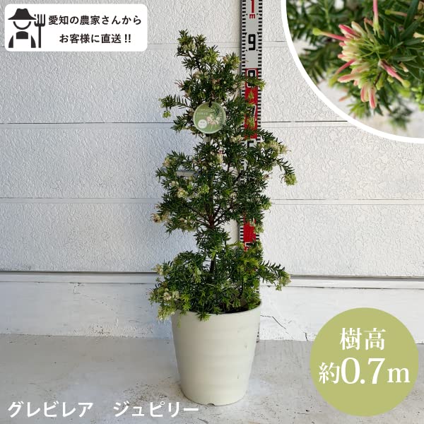 Amazon.co.jp: ［ソラニワ］［生産者直送］グレビレア ジュピリー 樹高