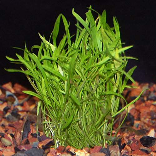 Micro Sword Aquarium Live Plant - Easy Foreground Carpet Plant - Thumbnail 2