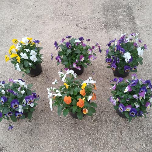 Pensamientos Pack 6 Plantas - Planta Natural - Maceta 13 cm ø (Viola cornutta).