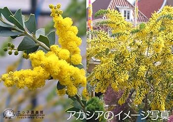 Amazon.co.jp: アカシアの木 （ ブルーブッシュ/三角葉/パール