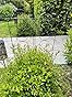 Planten klimrek 100 cm breed en 200 cm hoog, gratis verzending – Grindplaten Gigant